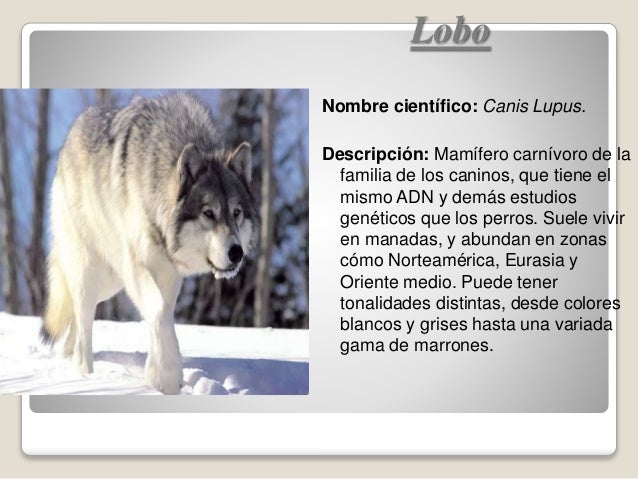 Presentación Animales y Plantas