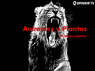 Animales y plantas
 