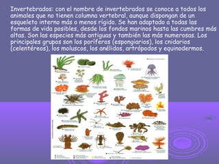 
Invertebrados: con el nombre de invertebrados se conoce a todos los
animales que no tienen columna vertebral, aunque dispongan de un
esqueleto interno más o menos rígido. Se han adaptado a todas las
formas de vida posibles, desde los fondos marinos hasta las cumbres más
altas. Son las especies más antiguas y también las más numerosas. Los
principales grupos son los poríferos (espongiarios), los cnidarios
(celentéreos), los moluscos, los anélidos, artrópodos y equinodermos.
 