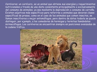 
Carnívoros: un carnívoro, es un animal que obtiene sus energías y requerimientos
nutricionales a través de una dieta consistente principalmente o exclusivamente
del consumo de animales, ya sea mediante la depredación o consumo de carroña.
Existen adjetivos más específicos para referirse a animales que devoran clases
específicas de presas, como en el caso de los animales que comen insectos, se
llaman insectívoros o mejor entomófagos, pero dentro de éstos todavía se puede
distinguir, por ejemplo, a los comedores de hormigas y termitas llamándolos
mirmecófagos. Los carnívoros se encuentran siempre en posiciones avanzadas de
la cadena trófica.
 