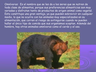 
Omnívoros:  Es el nombre que se les da a los seres que se nutren de
toda clase de alimentos, porque sus preferencias alimenticias son muy
variadas y disfrutan tanto de productos de origen animal como vegetal.
Esto constituye una gran ventaja, ya que pueden sobrevivir en cualquier
medio, lo que no ocurre con los animales muy especializados en su
alimentación, que corren el riesgo de extinguirse cuando no pueden
hallar el único tipo de comida que sus organismos aceptan. Además del
hombre, hay otros animales omnívoros como el cerdo y el oso.
 