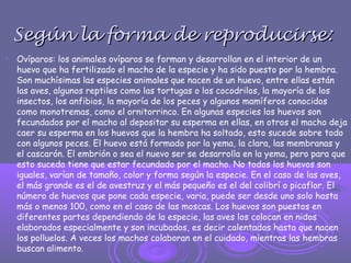 Según la forma de reproducirse:Según la forma de reproducirse:

Ovíparos: los animales ovíparos se forman y desarrollan en el interior de un
huevo que ha fertilizado el macho de la especie y ha sido puesto por la hembra.
Son muchísimas las especies animales que nacen de un huevo, entre ellas están
las aves, algunos reptiles como las tortugas o los cocodrilos, la mayoría de los
insectos, los anfibios, la mayoría de los peces y algunos mamíferos conocidos
como monotremas, como el ornitorrinco. En algunas especies los huevos son
fecundados por el macho al depositar su esperma en ellas, en otros el macho deja
caer su esperma en los huevos que la hembra ha soltado, esto sucede sobre todo
con algunos peces. El huevo está formado por la yema, la clara, las membranas y
el cascarón. El embrión o sea el nuevo ser se desarrolla en la yema, pero para que
esto suceda tiene que estar fecundado por el macho. No todos los huevos son
iguales, varían de tamaño, color y forma según la especie. En el caso de las aves,
el más grande es el de avestruz y el más pequeño es el del colibrí o picaflor. El
número de huevos que pone cada especie, varia, puede ser desde uno solo hasta
más o menos 100, como en el caso de las moscas. Los huevos son puestos en
diferentes partes dependiendo de la especie, las aves los colocan en nidos
elaborados especialmente y son incubados, es decir calentados hasta que nacen
los polluelos. A veces los machos colaboran en el cuidado, mientras las hembras
buscan alimento.
 