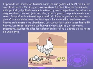 El periodo de incubación también varía, en una gallina es de 21 días, el de
un colibrí de 12 a 15 días y en una avestruz 45 días. Una vez terminado
este periodo, el polluelo rompe la cáscara y sale completamente pelón, sin
ninguna pluma, con los ojos cerrados, y por supuesto no puede caminar ni
volar. Sus padres lo alimentan portando el alimento que desbaratan en su
pico. Otros animales como las tortugas o los cocodrilos, entierran sus
huevos en la arena y los abandonan. Los cocodrilos suelen poner hasta 40
huevos. Los insectos ponen sus huevos a veces juntos y otras veces
separados. Muchos de ellos los colocan en los tallos o debajo de las hojas
de una planta.
 