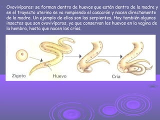 
Ovovivíparos: se forman dentro de huevos que están dentro de la madre y
en el trayecto uterino se va rompiendo el cascarón y nacen directamente
de la madre. Un ejemplo de ellos son las serpientes. Hay también algunos
insectos que son ovovivíparos, ya que conservan los huevos en la vagina de
la hembra, hasta que nacen las crías.
 