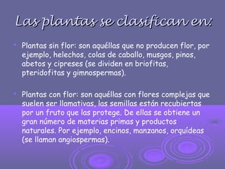 Las plantas se clasifican en:Las plantas se clasifican en:
 Plantas sin flor: son aquéllas que no producen flor, por
ejemplo, helechos, colas de caballo, musgos, pinos,
abetos y cipreses (se dividen en briofitas,
pteridofitas y gimnospermas).
 Plantas con flor: son aquéllas con flores complejas que
suelen ser llamativas, las semillas están recubiertas
por un fruto que las protege. De ellas se obtiene un
gran número de materias primas y productos
naturales. Por ejemplo, encinos, manzanos, orquídeas
(se llaman angiospermas).
 