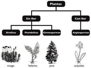 Animales y plantas