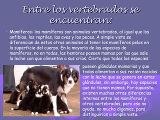 Entre los vertebrados seEntre los vertebrados se
encuentran:encuentran:
 Mamíferos: los mamíferos son animales vertebrados, al igual que los
anfibios, los reptiles, las aves y los peces. A simple vista se
diferencian de estos otros animales al tener los mamíferos pelos en
la superficie del cuerpo. En la mayoría de las especies de
mamíferos, no en todas, las hembras poseen mamas por las que sale
la leche con que alimentan a sus crías. Cierto que todas las especies
poseen glándulas mamarias y que
todas alimentan a sus recién nacidos
con la leche que se genera en estas
glándulas, sin embargo, hay especies
que no tienen mamas. Por supuesto,
existen muchas otras diferencias
internas entre los mamíferos y
otros vertebrados, pero eso no
ayuda, no mucho digamos, para
distinguirlos a simple vista.
 