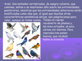  Aves: Son animales vertebrados, de sangre caliente, que
caminan, saltan o se mantienen sólo sobre las extremidades
posteriores, mientras que las extremidades anteriores están
modificadas como alas que, al igual que muchas otras
características anatómicas únicas, son adaptaciones para
volar, aunque no todas vuelan. Tienen el cuerpo
recubierto de plumas y,
las aves actuales, un pico
córneo sin dientes. Para
reproducirse ponen
huevos, que incuban
hasta la eclosión.
 