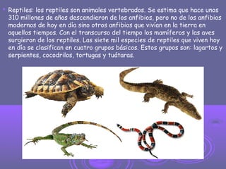  Reptiles: los reptiles son animales vertebrados. Se estima que hace unos
310 millones de años descendieron de los anfibios, pero no de los anfibios
modernos de hoy en día sino otros anfibios que vivían en la tierra en
aquellos tiempos. Con el transcurso del tiempo los mamíferos y las aves
surgieron de los reptiles. Las siete mil especies de reptiles que viven hoy
en día se clasifican en cuatro grupos básicos. Estos grupos son: lagartos y
serpientes, cocodrilos, tortugas y tuátaras.
 