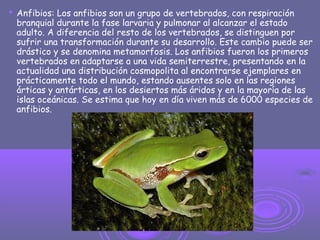  Anfibios: Los anfibios son un grupo de vertebrados, con respiración
branquial durante la fase larvaria y pulmonar al alcanzar el estado
adulto. A diferencia del resto de los vertebrados, se distinguen por
sufrir una transformación durante su desarrollo. Este cambio puede ser
drástico y se denomina metamorfosis. Los anfibios fueron los primeros
vertebrados en adaptarse a una vida semiterrestre, presentando en la
actualidad una distribución cosmopolita al encontrarse ejemplares en
prácticamente todo el mundo, estando ausentes solo en las regiones
árticas y antárticas, en los desiertos más áridos y en la mayoría de las
islas oceánicas. Se estima que hoy en día viven más de 6000 especies de
anfibios.
 