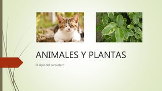ANIMALES Y PLANTAS
El lápiz del carpintero
 