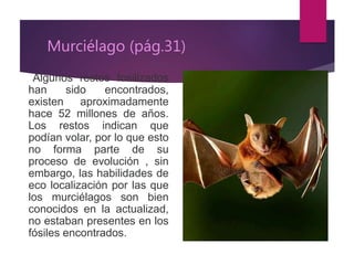 Murciélago (pág.31)
Algunos restos fosilizados
han sido encontrados,
existen aproximadamente
hace 52 millones de años.
Los restos indican que
podían volar, por lo que esto
no forma parte de su
proceso de evolución , sin
embargo, las habilidades de
eco localización por las que
los murciélagos son bien
conocidos en la actualizad,
no estaban presentes en los
fósiles encontrados.
 