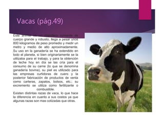 Vacas (pág.49)
Este animal es un mamifero rumiante de
cuerpo grande y robusto, llega a pesar unos
800 kilogramos de peso promedio y medir un
metro y medio de alto aproximadamente.
Su uso en la ganadería se ha extendido en
todo el planeta, si bien originariamente se la
utilizaba para el trabajo, y para la obtención
de leche hoy en día se las cría para el
consumo de su carne (lo que se denomina
ganadería bovina), su piel es utilizado para
las empresas curtidoras de cuero y la
posterior fabricación de productos de venta
como carteras, zapatos, bolsos, etc.; su
excremento se utiliza como fertilizante o
combustible.
Existen distintas razas de vaca, lo que hace
la diferencia en cuanto a sus costos ya que
algunas razas son mas cotizadas que otras.
 