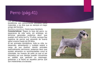 Perro (pág.41)
Los perros, son los animales domésticos por
excelencia, son comúnmente utilizados como
mascotas, y se dice que es siempre el mejor
amigo del hombre.
Nombre científico: Canis lupus familiaris
Características: Según la raza del perro, su
esperanza de vida varía, sin embargo, en
términos generales podemos decir, que
pueden vivir entre los 8 y 15 años, aunque hay
registros de perros que gozando de buena
salud vivieron hasta los 29 años.
Al ser animales domésticos, toda su vida, su
desarrollo, alimentación y cuidado estará a
cargo de sus dueños, siendo animales
esencialmente carnívoros, podemos decir que
existen alimentos no recomendables como el
chocolate, los huesos de pollo ya que al ser
triturados por sus dientes pueden convertirse
en astillas que perforen su estomago,
golosinas y la leche en aquellos perros que
son intolerantes a la lactosa.
 