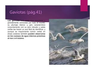 Gaviotas (pág.41)
Las gaviotas son aves muy populares y
grandemente conocidas por todo el mundo,
su plumaje blanco y gris característico
conjuntamente con su pico robusto y patas
cortas las hacen un ave fácil de identificar, y
aunque es mayormente común verlas en
áreas costeras también pueden observarse
en los cuerpos de agua internos próximos
al mar o el océano.
 