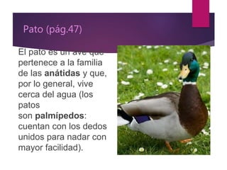 Pato (pág.47)
El pato es un ave que
pertenece a la familia
de las anátidas y que,
por lo general, vive
cerca del agua (los
patos
son palmípedos:
cuentan con los dedos
unidos para nadar con
mayor facilidad).
 