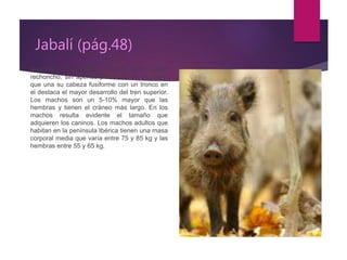 Jabalí (pág.48)
Mamífero de mediano tamaño con cuerpo
rechoncho, sin apenas presencia de un cuello
que una su cabeza fusiforme con un tronco en
el destaca el mayor desarrollo del tren superior.
Los machos son un 5-10% mayor que las
hembras y tienen el cráneo más largo. En los
machos resulta evidente el tamaño que
adquieren los caninos. Los machos adultos que
habitan en la península Ibérica tienen una masa
corporal media que varía entre 75 y 85 kg y las
hembras entre 55 y 65 kg.
 