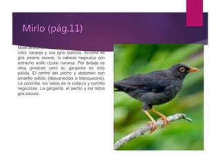 Mirlo (pág.11)
Mide alrededor de 18cm. Su pico y patas son
color naranja y sus ojos blancos. Encima es
gris pizarra oscuro, la cabeza negruzca con
estrecho anillo ocular naranja. Por debajo es
oliva grisáceo pero su garganta es más
pálida. El centro del pecho y abdomen son
amarillo pálido (desvanecido o blanquecino).
La coronilla, los lados de la cabeza y barbilla
negruzcos. La garganta, el pecho y los lados
gris oscuro.
 