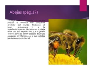 Abejas (pág.17)
La abeja es el insecto volador conocido por
producir la deliciosa miel consumida
alrededor del mundo. Pertenece al
orden Hymenoptera y a la
superfamilia Apoidea. No obstante, la abeja
no es una sola especie, sino que el género
contiene cerca de 20,000 especies de abejas
agrupadas en 9 familias, por lo que no todas
las abejas producen la miel.
 
