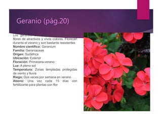 Geranio (pág.20)
Los geranios son plantas de exterior con
flores de atractivos y vivos colores. Florecen
durante el verano y son bastante resistentes
Nombre científico: Geranium
Familia: Geraniaceae
Origen: Sudáfrica
Ubicación: Exterior
Floración: Primavera-verano
Luz: A pleno sol
Temperatura: Zonas templadas protegidas
de viento y lluvia
Riego: Dos veces por semana en verano
Abono: Una vez cada 15 días con
fertililzante para plantas con flor
 