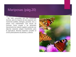 Mariposas (pág.20)
Los lepidopetros conocidas como mariposas
; las más conocidas son las mariposas
diurnas, pero la mayoría de las especies son
nocturnas (polillas, esfinges, pavones, etc.) y
pasan muy inadvertidas. Sus larvas se
conocen como orugas y se alimentan
típicamente de materia vegetal, pudiendo ser
algunas especies plagas importantes para
la agricultura. Muchas especies cumplen el
rol de polinizadores de plantas y cultivos.
 