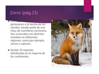 Zorro (pág.23)
 Los Vulpinos (Vulpini)
pertenecen a la familia de los
cánidos, siendo parte de una
tribu de mamíferos carnívoros.
Son conocidos con distintos
nombres en diferentes
regiones, como por ejemplo,
zorros o raposos.
 Existen 25 especies
distribuidas en la mayoría de
los continentes.
 