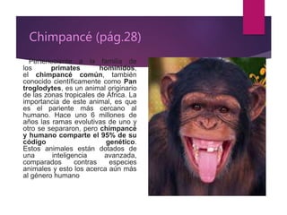 Chimpancé (pág.28)
. Perteneciente a la familia de
los primates homínidos,
el chimpancé común, también
conocido científicamente como Pan
troglodytes, es un animal originario
de las zonas tropicales de África. La
importancia de este animal, es que
es el pariente más cercano al
humano. Hace uno 6 millones de
años las ramas evolutivas de uno y
otro se separaron, pero chimpancé
y humano comparte el 95% de su
código genético.
Estos animales están dotados de
una inteligencia avanzada,
comparados contras especies
animales y esto los acerca aún más
al género humano
 