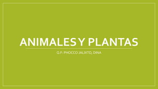 ANIMALESY PLANTAS
Q.F: PHOCCO JALIXTO, DINA
 