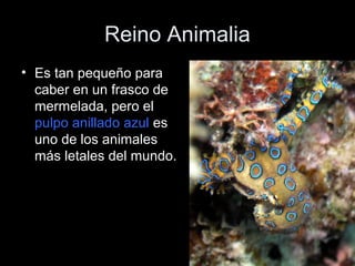 Reino Animalia
• Es tan pequeño para
  caber en un frasco de
  mermelada, pero el
  pulpo anillado azul es
  uno de los an...