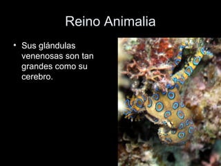 Reino Animalia
• Sus glándulas
  venenosas son tan
  grandes como su
  cerebro.
 