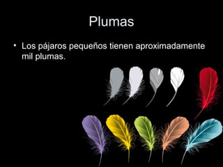 Plumas
• Los pájaros pequeños tienen aproximadamente
  mil plumas.
 