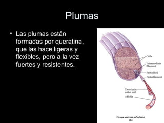 Plumas
• Las plumas están
  formadas por queratina,
  que las hace ligeras y
  flexibles, pero a la vez
  fuertes y resistentes.
 
