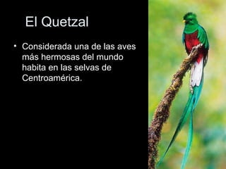 El Quetzal
• Considerada una de las aves
  más hermosas del mundo
  habita en las selvas de
  Centroamérica.
 