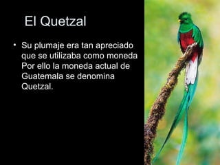 El Quetzal
• Su plumaje era tan apreciado
  que se utilizaba como moneda
  Por ello la moneda actual de
  Guatemala se denomina
  Quetzal.
 