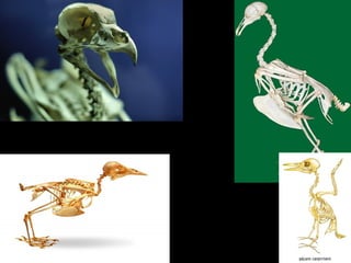 Biologia 5 - Animales: Reptiles y Aves