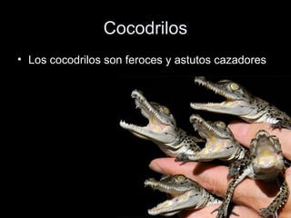 Cocodrilos
• Los cocodrilos son feroces y astutos cazadores
 