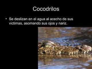 Cocodrilos
• Se deslizan en el agua al acecho de sus
  victimas, asomando sus ojos y nariz.
 