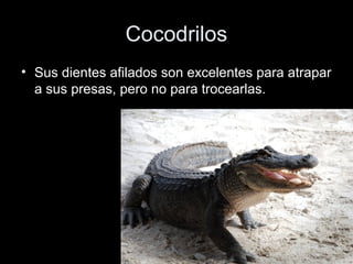 Cocodrilos
• Sus dientes afilados son excelentes para atrapar
  a sus presas, pero no para trocearlas.
 
