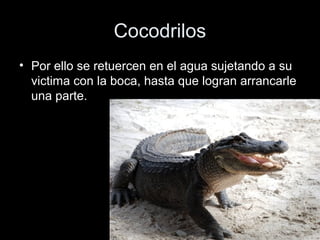 Cocodrilos
• Por ello se retuercen en el agua sujetando a su
  victima con la boca, hasta que logran arrancarle
  una parte.
 