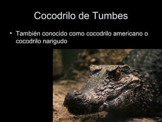 Cocodrilo de Tumbes
• También conocido como cocodrilo americano o
  cocodrilo narigudo
 