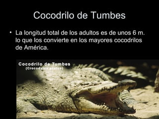 Cocodrilo de Tumbes
• La longitud total de los adultos es de unos 6 m.
  lo que los convierte en los mayores cocodrilos
  de América.
 