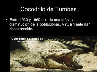Cocodrilo de Tumbes
• Entre 1930 y 1960 ocurrió una drástica
  disminución de la poblaciones. Virtualmente han
  desaparecido.
 