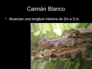 Caimán Blanco
• Alcanzan una longitud máxima de 2m a 3 m.
 
