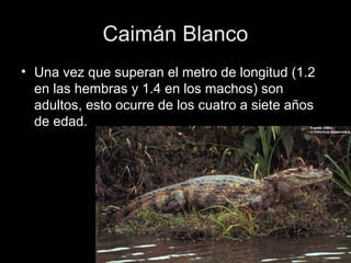 Caimán Blanco
• Una vez que superan el metro de longitud (1.2
  en las hembras y 1.4 en los machos) son
  adultos, esto ocurre de los cuatro a siete años
  de edad.
 