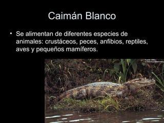 Caimán Blanco
• Se alimentan de diferentes especies de
  animales: crustáceos, peces, anfibios, reptiles,
  aves y pequeños mamíferos.
 