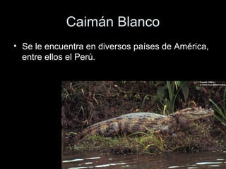 Caimán Blanco
• Se le encuentra en diversos países de América,
  entre ellos el Perú.
 