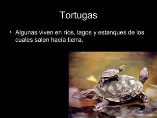 Tortugas
• Algunas viven en ríos, lagos y estanques de los
  cuales salen hacía tierra,
 