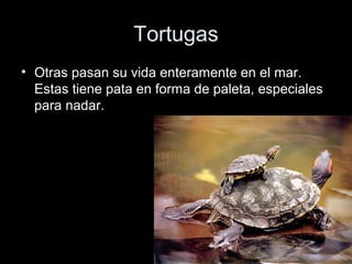 Tortugas
• Otras pasan su vida enteramente en el mar.
  Estas tiene pata en forma de paleta, especiales
  para nadar.
 