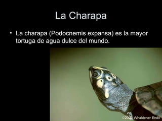La Charapa
• La charapa (Podocnemis expansa) es la mayor
  tortuga de agua dulce del mundo.
 