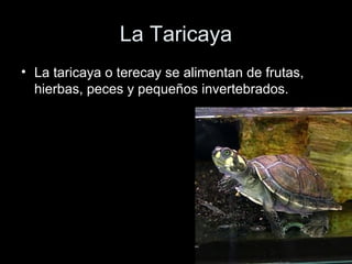 La Taricaya
• La taricaya o terecay se alimentan de frutas,
  hierbas, peces y pequeños invertebrados.
 